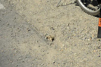 DSC_0069 (Large).JPG